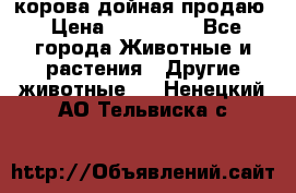 корова дойная продаю › Цена ­ 100 000 - Все города Животные и растения » Другие животные   . Ненецкий АО,Тельвиска с.